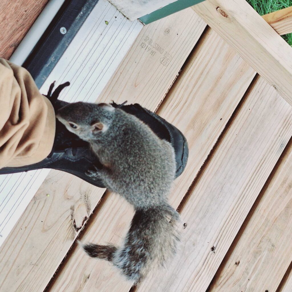 Blissfield Wildlife Control