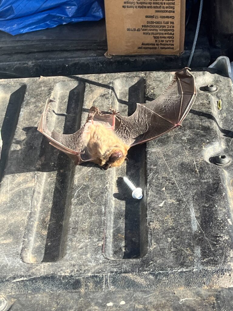 Blissfield Wildlife Control