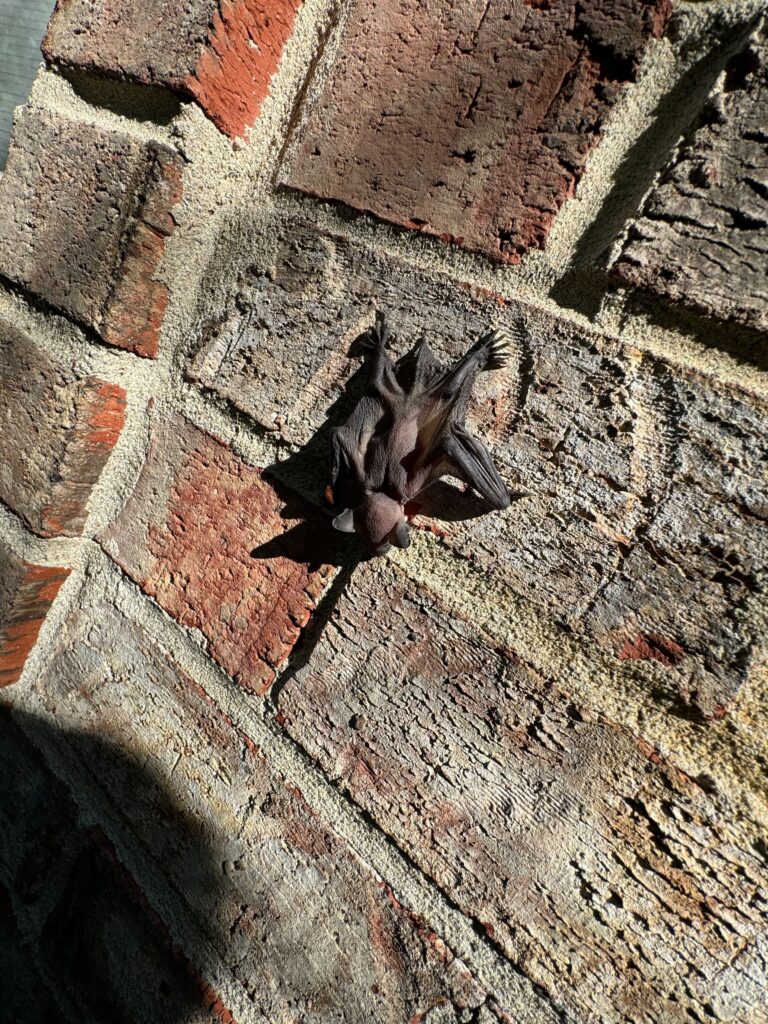 Blissfield Wildlife Control